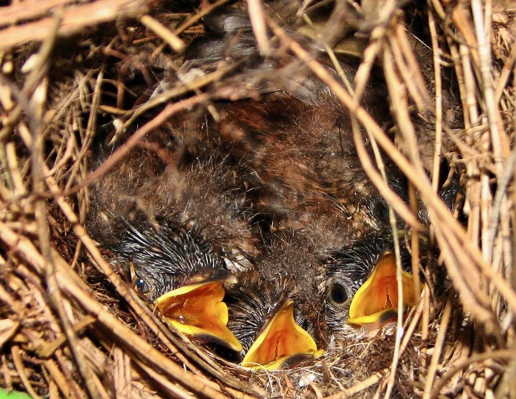 Carolina wren nestlings by Gabriel Kamener is licensed under CC BY-NC-SA 2.0